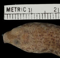 Image of Pinoyscincus jagori jagori (Peters 1864)