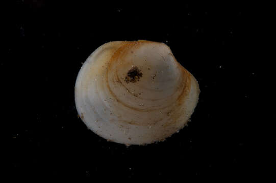 Image of Diplodonta Bronn 1831