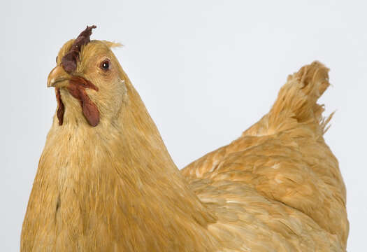 Image of <i>Gallus domesticus</i>