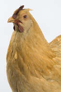 Image of <i>Gallus domesticus</i>