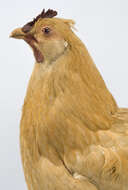 Image of <i>Gallus domesticus</i>