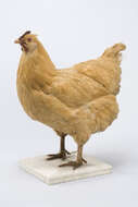 Image of <i>Gallus domesticus</i>