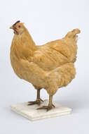 Image of <i>Gallus domesticus</i>