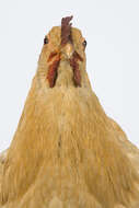 Image of <i>Gallus domesticus</i>