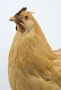 Image of <i>Gallus domesticus</i>