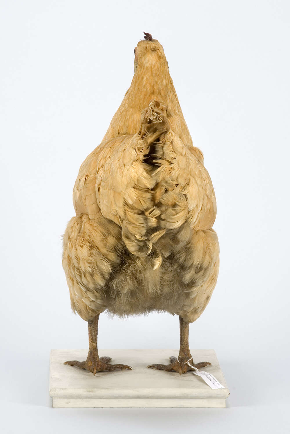 Image of <i>Gallus domesticus</i>