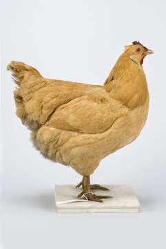 Image of <i>Gallus domesticus</i>