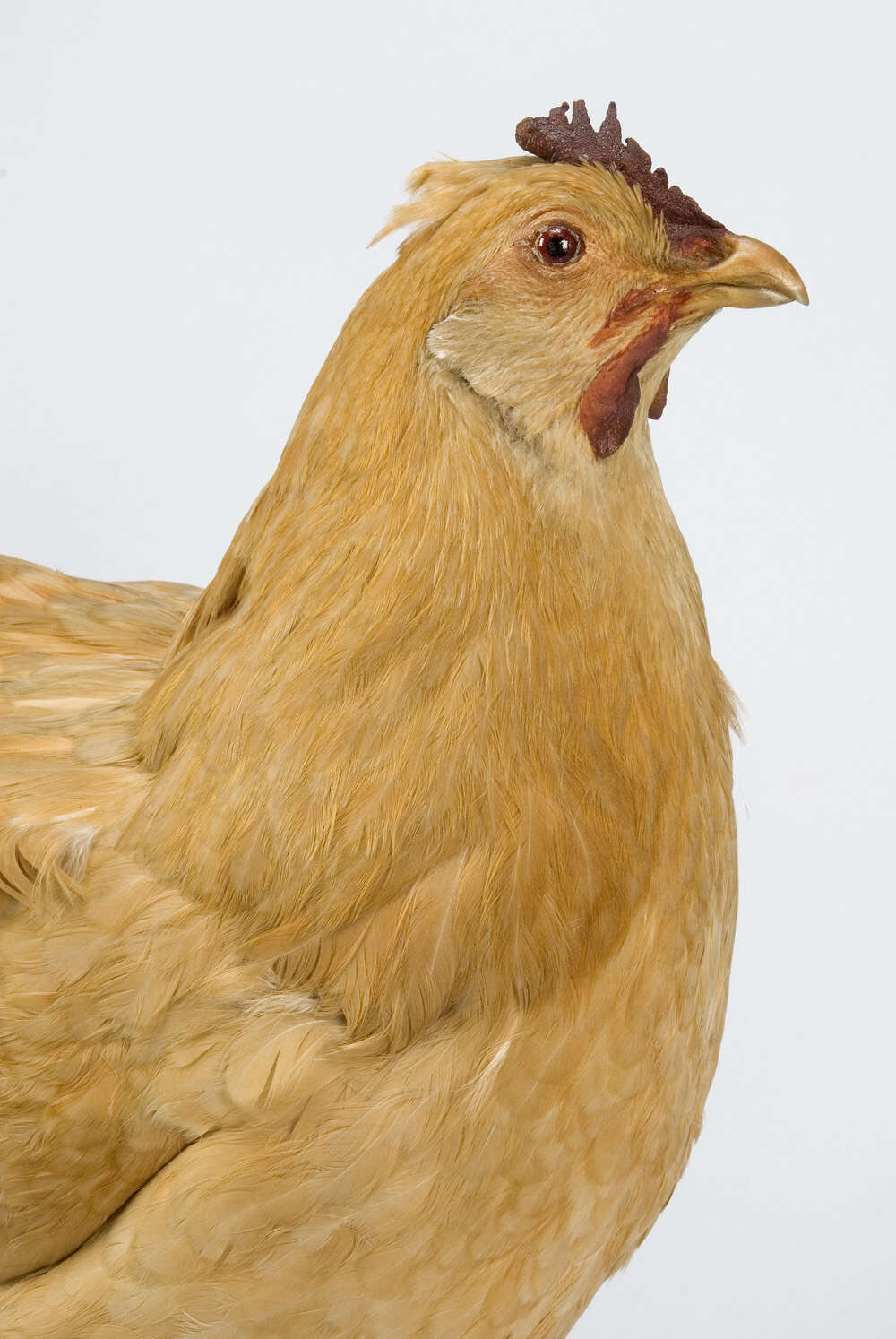 Image of <i>Gallus domesticus</i>