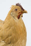 Image of <i>Gallus domesticus</i>