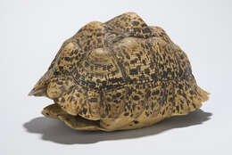 Image of Stigmochelys pardalis babcocki (Loveridge 1935)