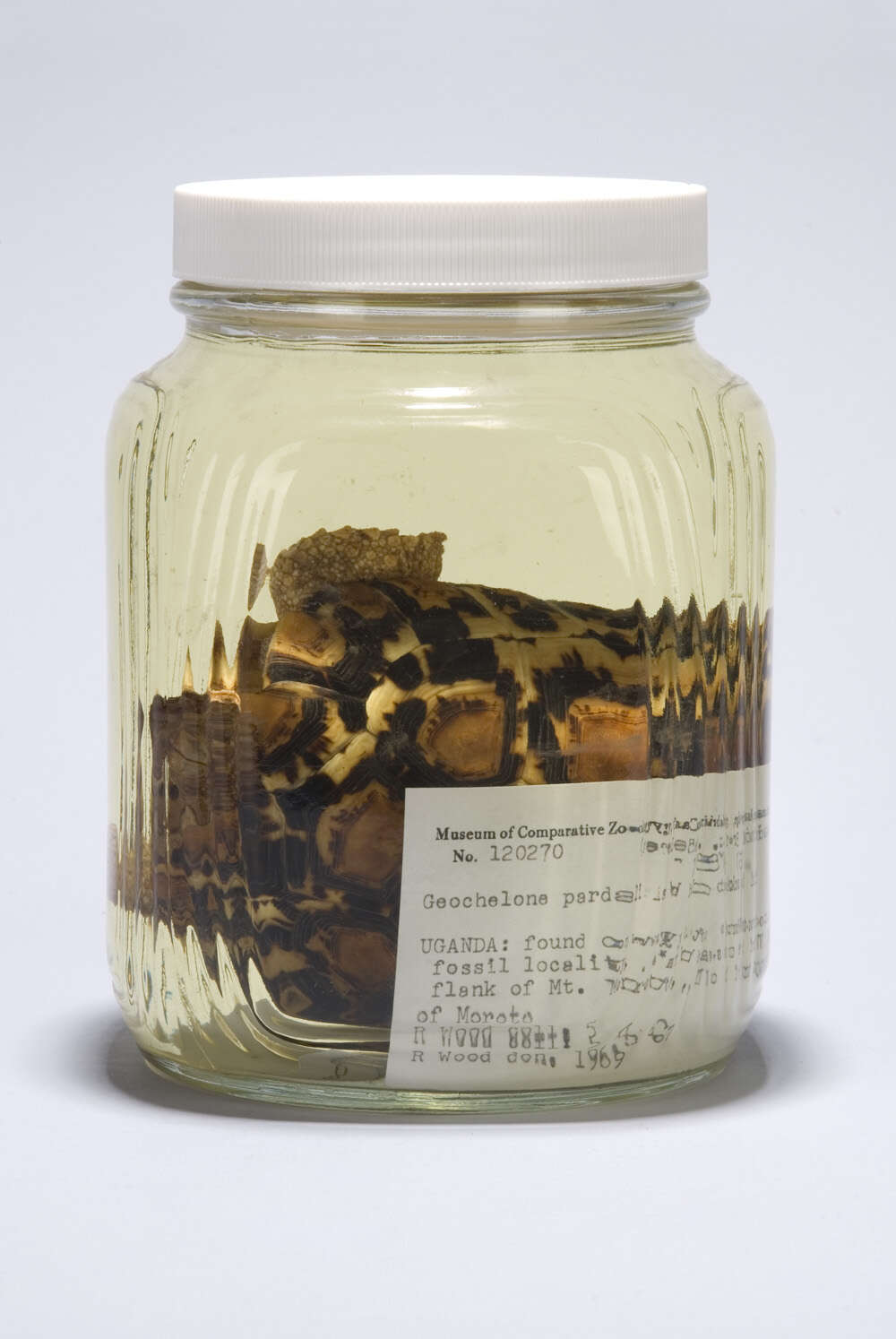 Sivun Stigmochelys pardalis babcocki (Loveridge 1935) kuva