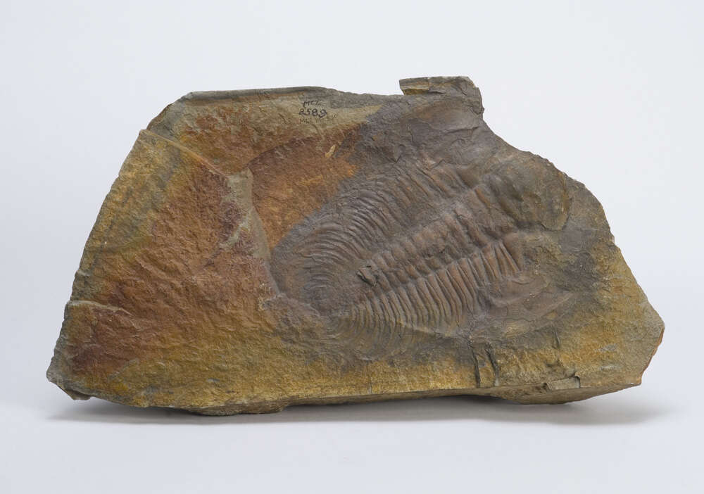 Image of trilobites