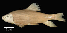 Image of Sharpfin chubsucker