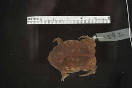 Image of Common Rain Frog