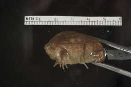 Image of Common Rain Frog