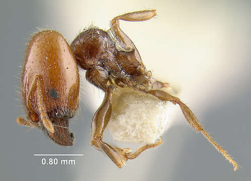 Pheidole pyriformis Clark 1938的圖片