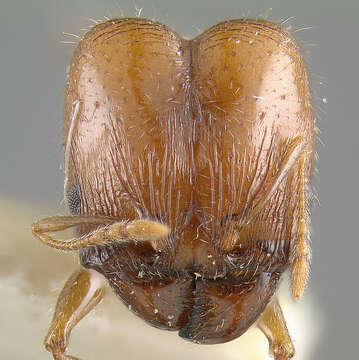 Pheidole pyriformis Clark 1938的圖片