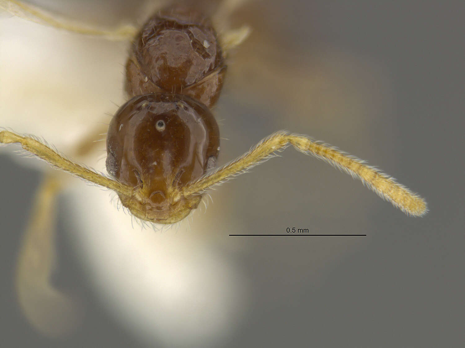 Plancia ëd Monomorium talbotae Du Bois 1981