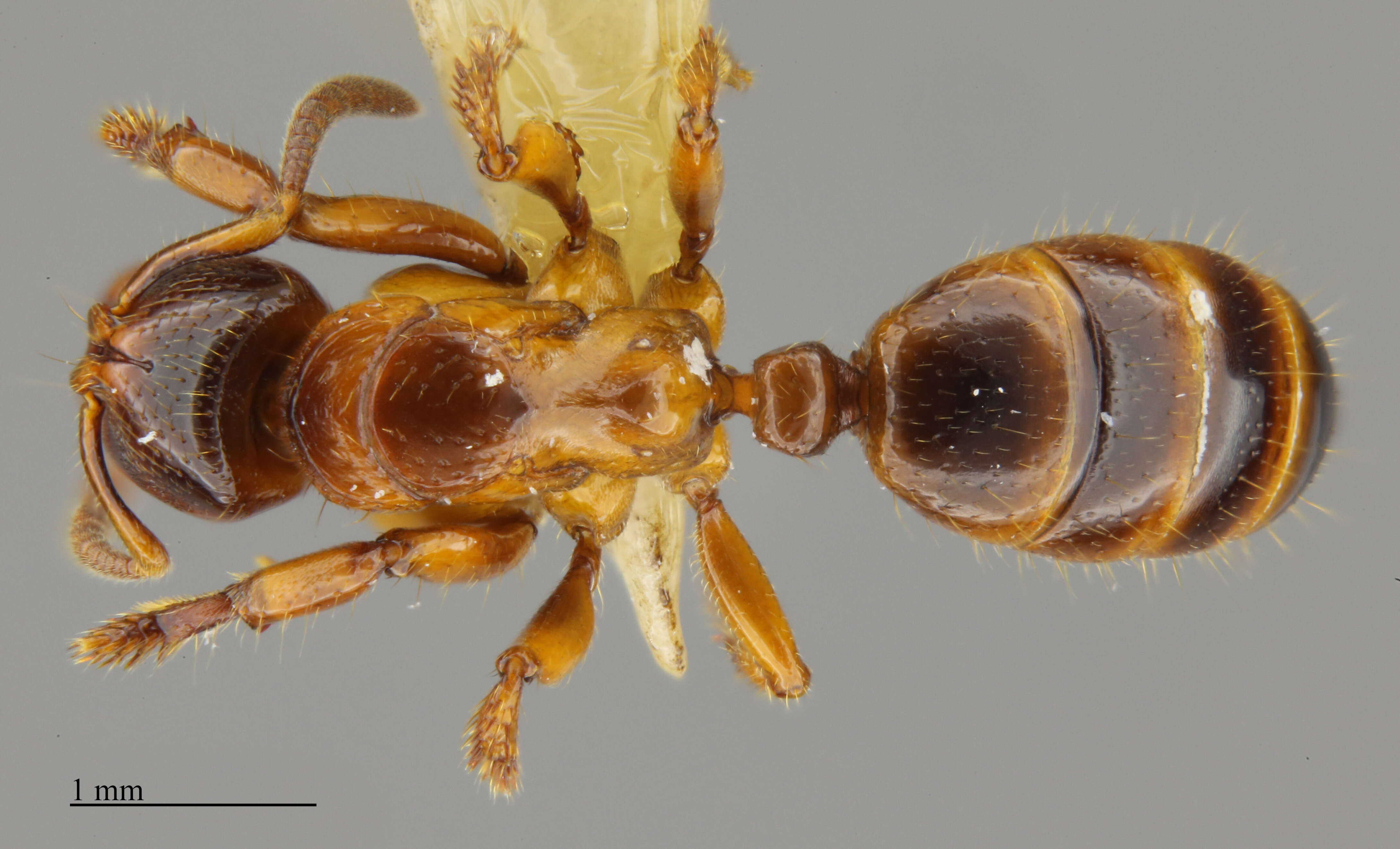 Imagem de Centromyrmex sellaris Mayr 1896