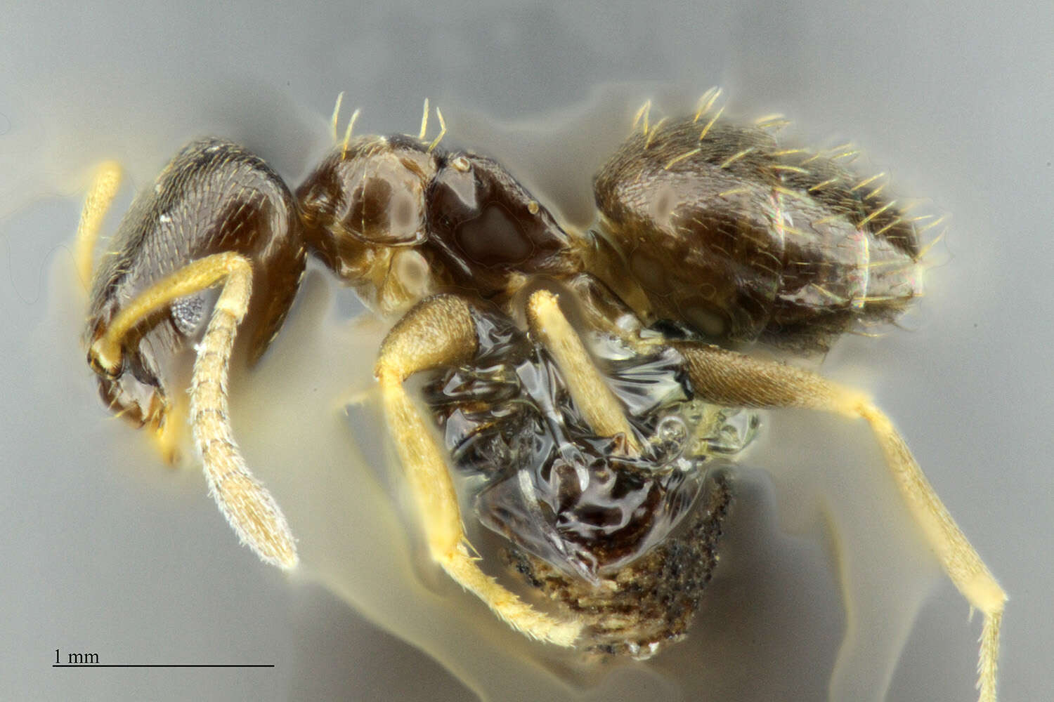 Imagem de Brachymyrmex