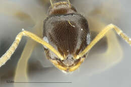 Imagem de Brachymyrmex