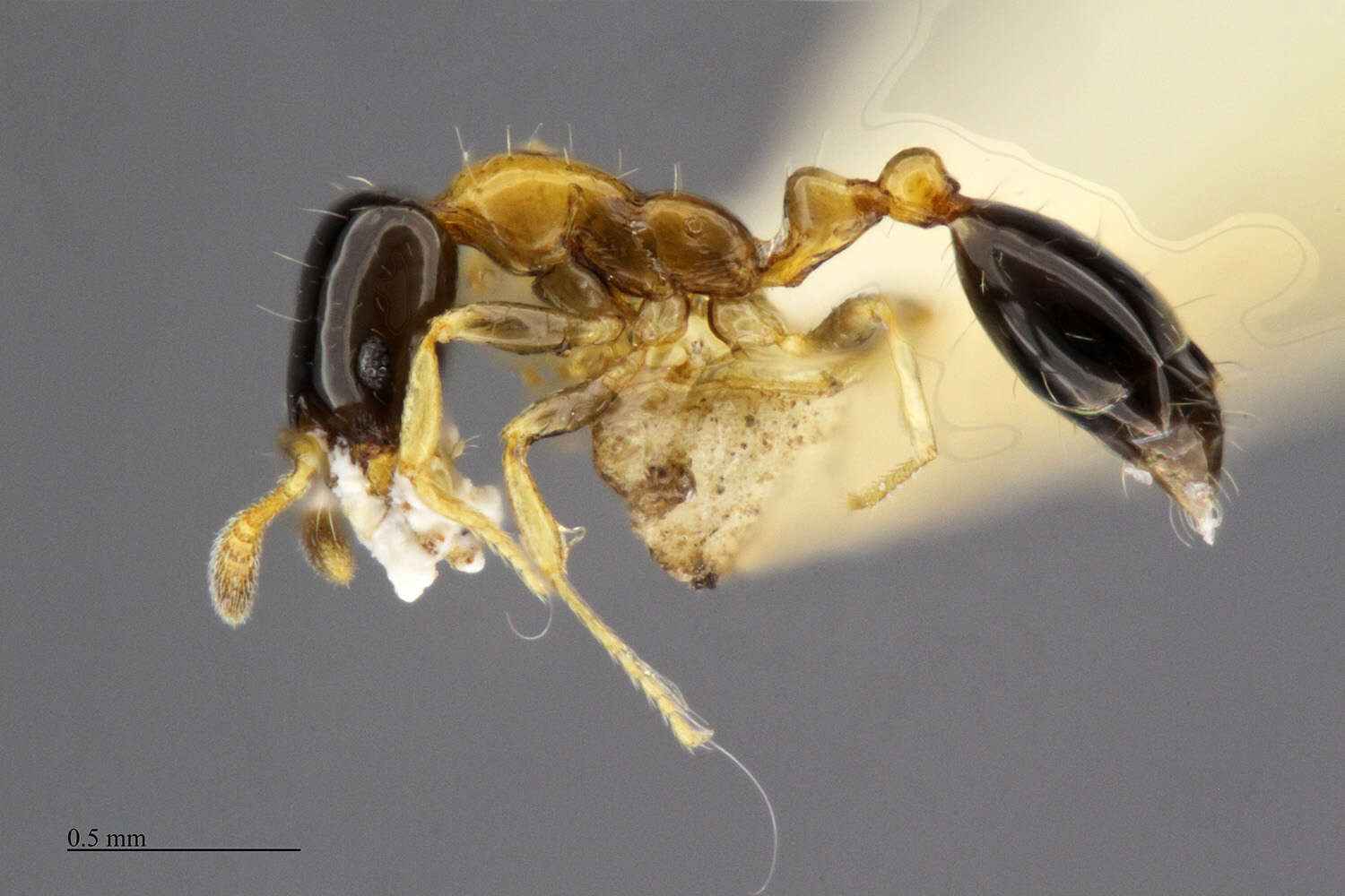 Image of Bicolored trailing ant