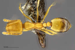 Image of Pharaoh ant