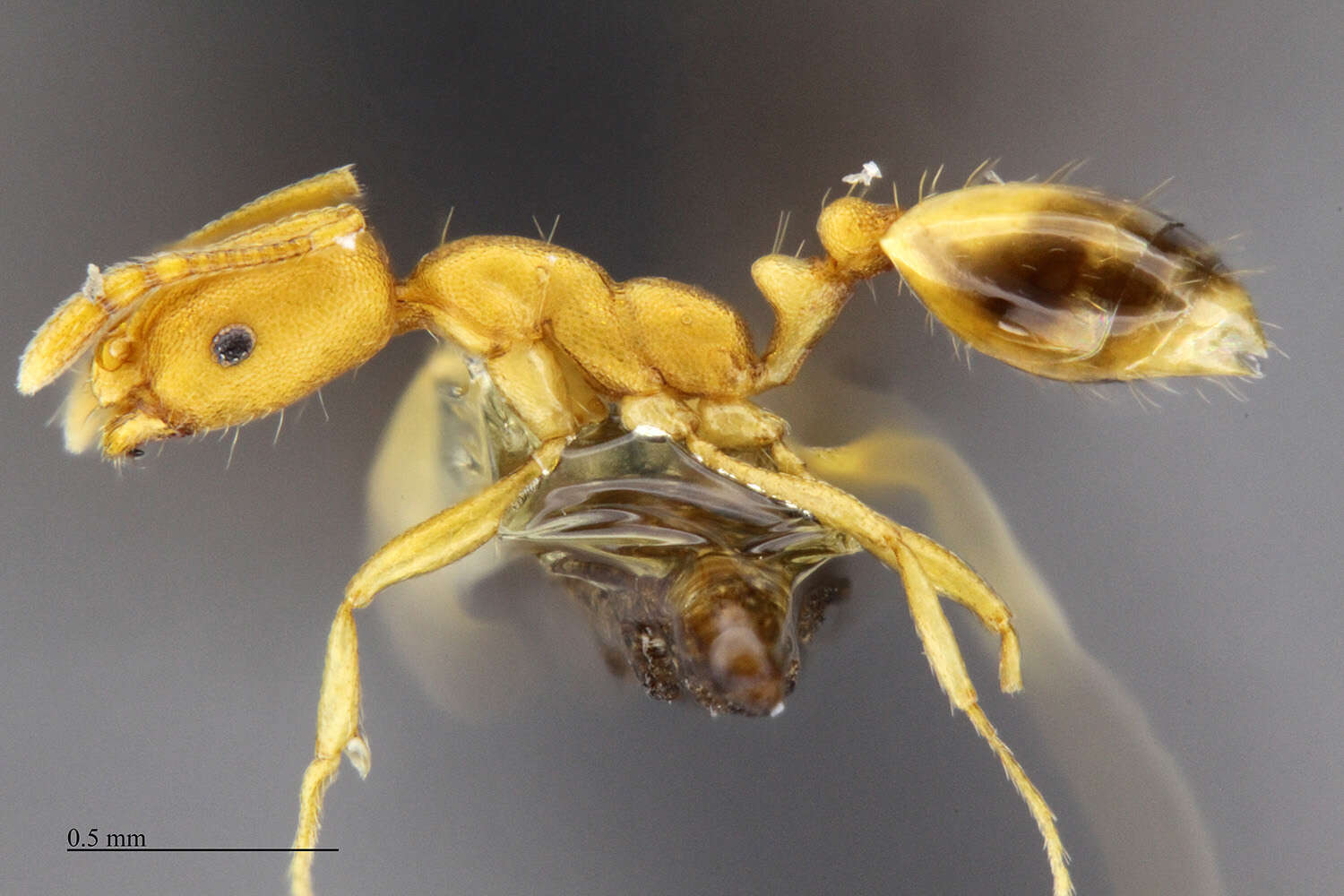 Image of Pharaoh ant