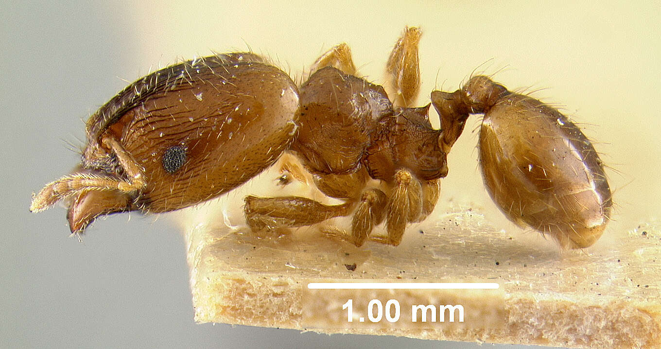 Pheidole chalca Wheeler 1914 resmi