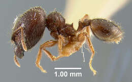 Image of <i>Pheidole mamore</i>