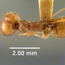 Image of Pheidole wallacei Mann 1916