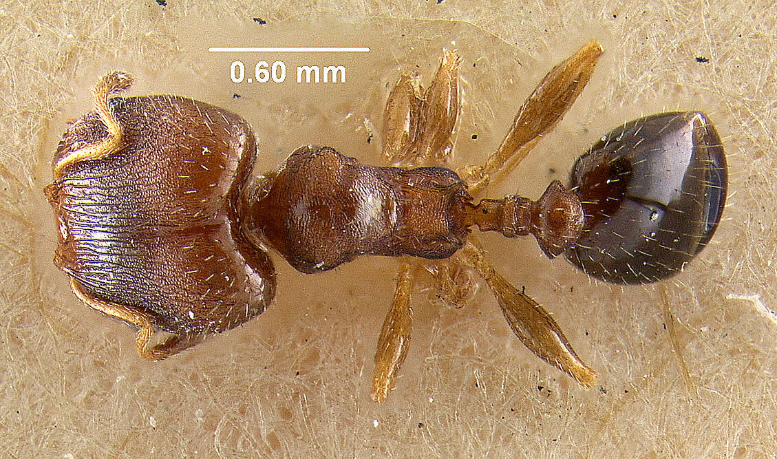 Image of Pheidole metallescens Emery 1895