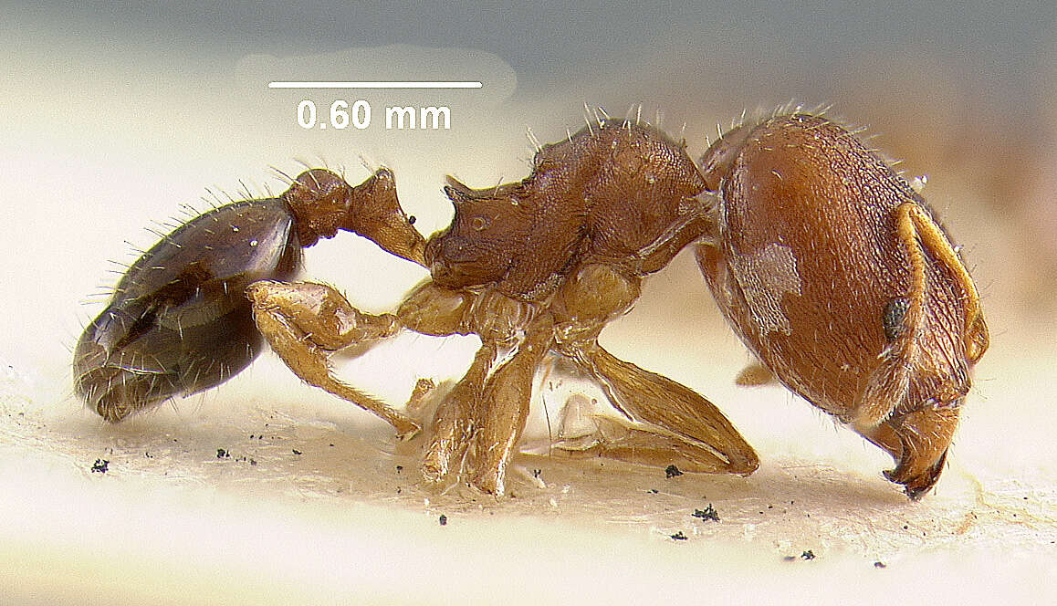 Image of Pheidole metallescens Emery 1895