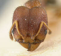 Image of Pheidole metallescens Emery 1895