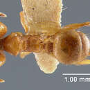 Image of Pheidole lighti Wheeler 1927