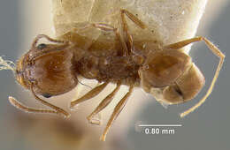 صورة Pheidole longiscapa Forel 1901