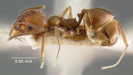 صورة Pheidole longiscapa Forel 1901