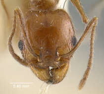 صورة Pheidole longiscapa Forel 1901