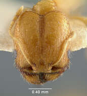 Image of Pheidole micula Wheeler 1915