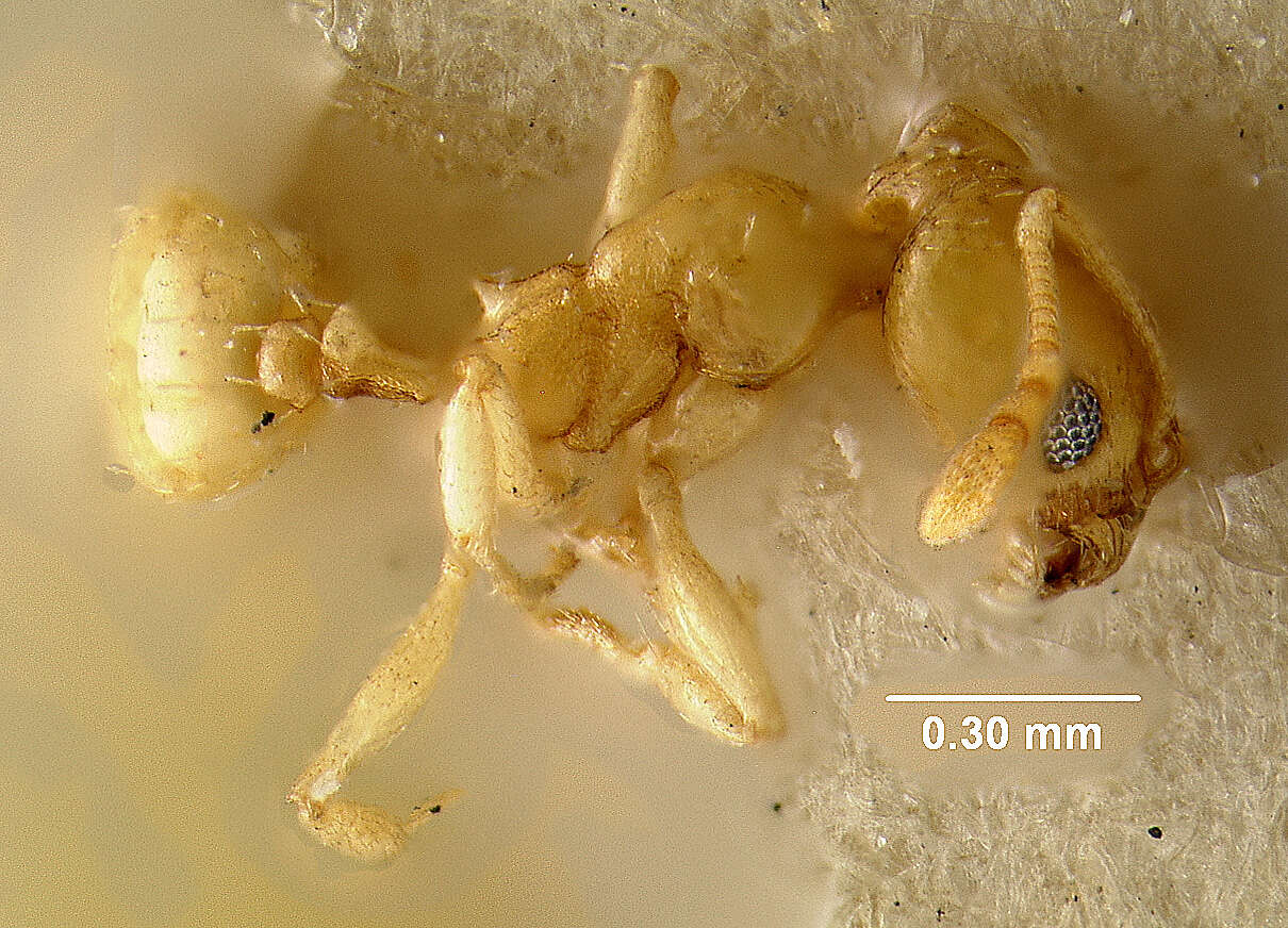 Image of Pheidole marcidula Wheeler 1908