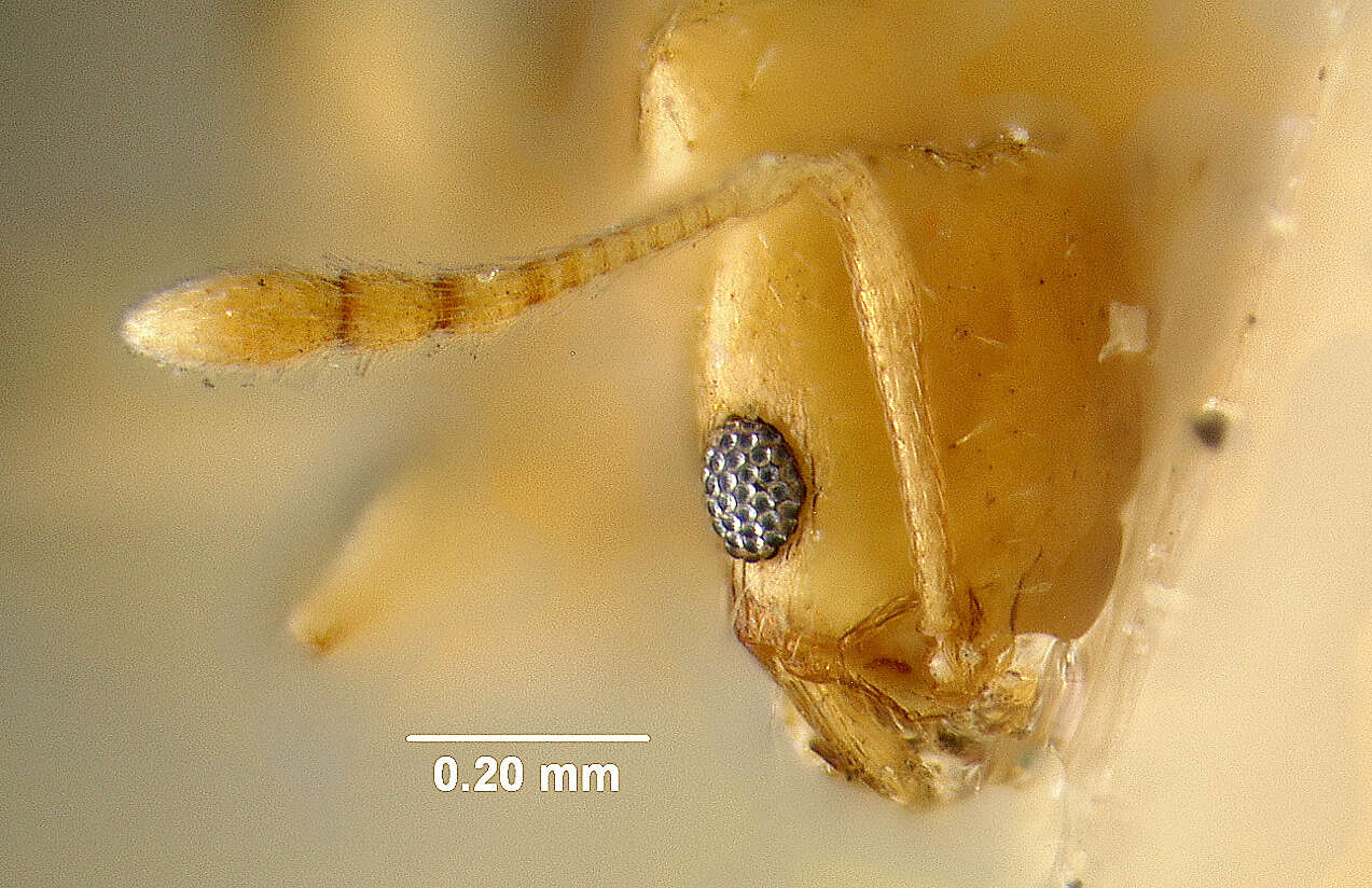 Image of Pheidole marcidula Wheeler 1908