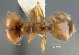 Image of Pheidole militicida Wheeler 1915