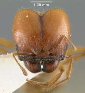 Image of Pheidole militicida Wheeler 1915