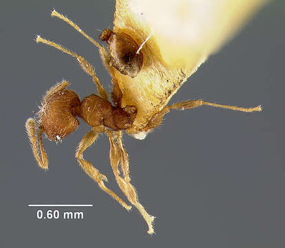 Image of Pheidole lignicola levocciput Forel 1908