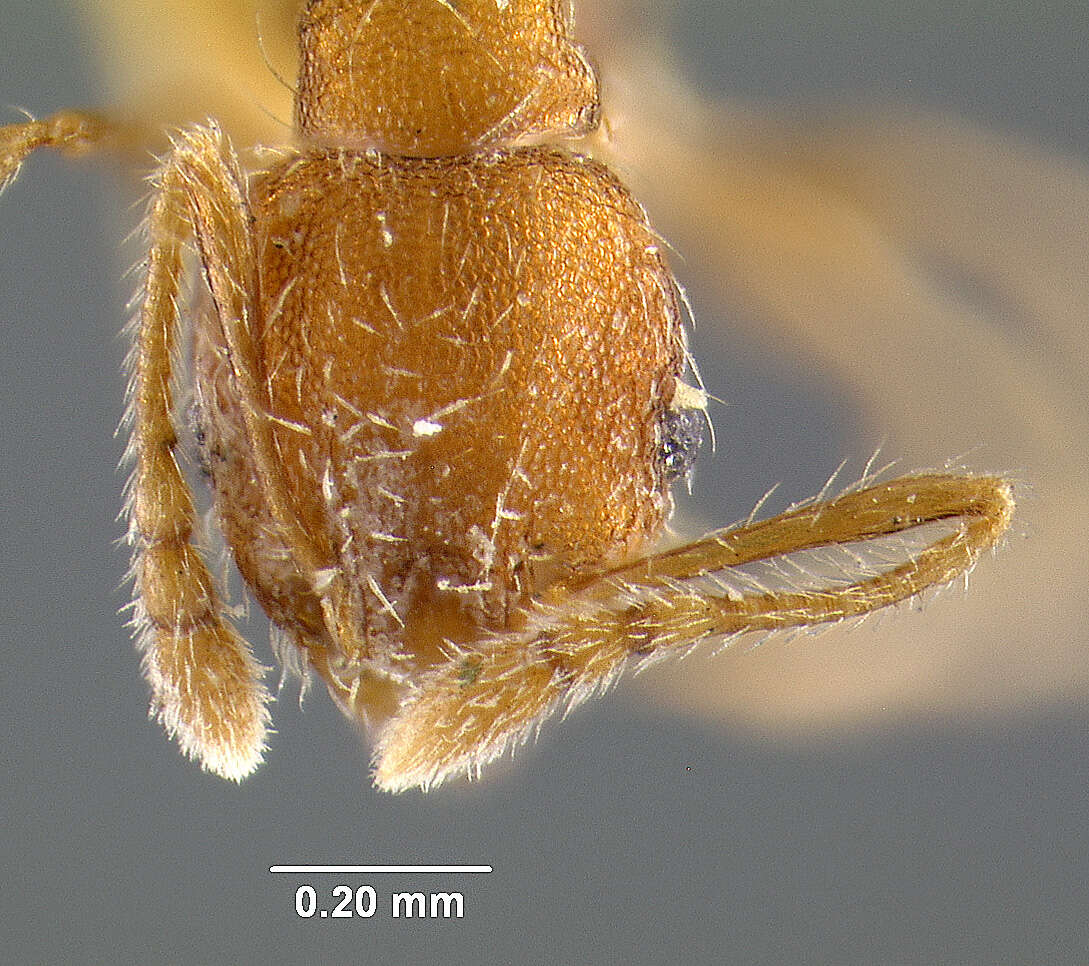 Image of Pheidole lignicola levocciput Forel 1908