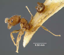 Image of Pheidole lignicola levocciput Forel 1908