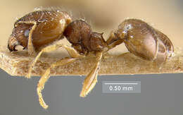 Image of Pheidole moerens Wheeler 1908