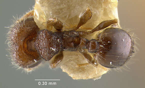 Image of Pheidole mendicula Wheeler 1925