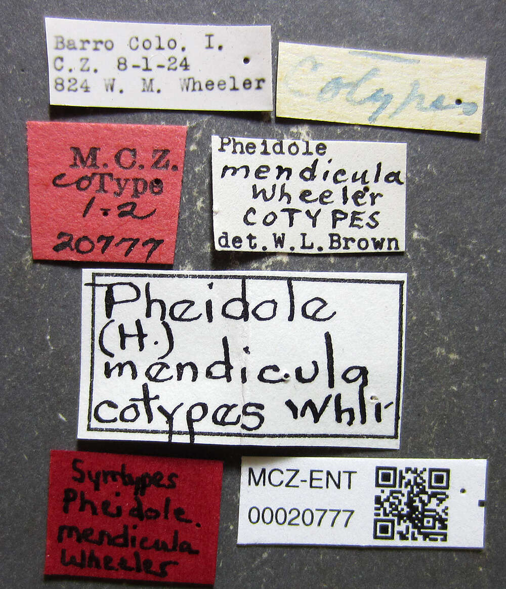 Image of Pheidole mendicula Wheeler 1925