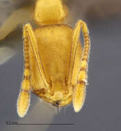 Image of Pharaoh ant